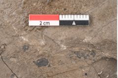 Foto (Detailansicht) von Quercus naumanni Ettingshausen (NHMW-GEO-2024-0188-7970)